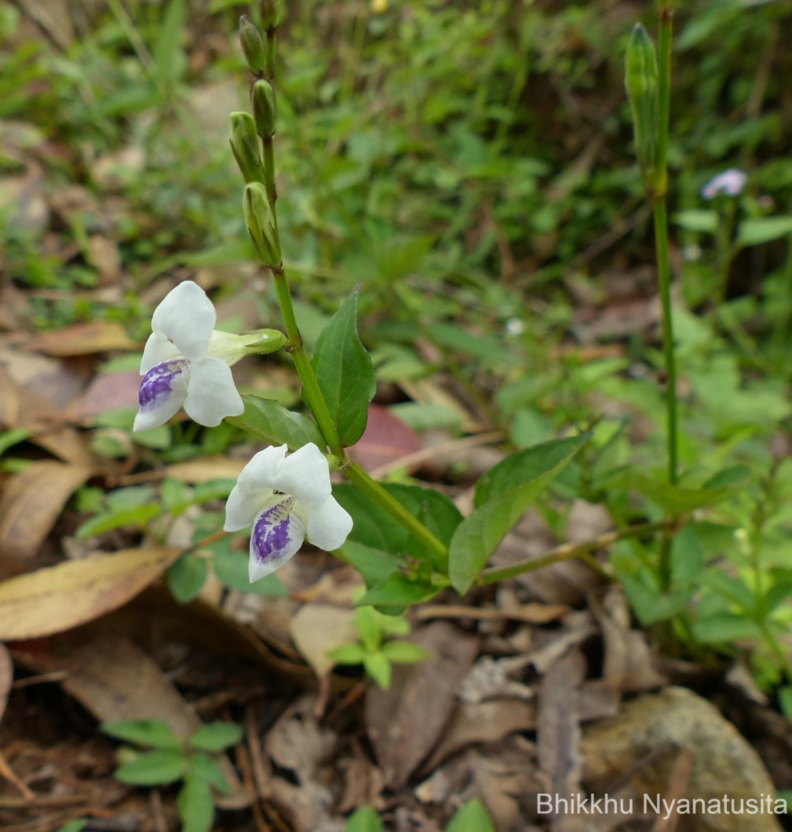 Asystasia gangetica (L.) T.Anderson